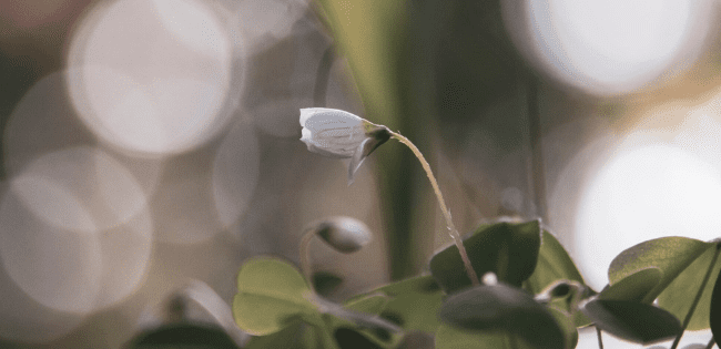 generative engine optimisation, answer engine optimisation, and search engine optimisation in 2026