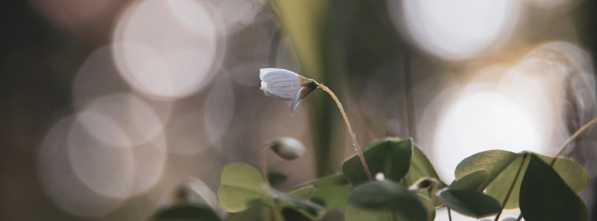 generative engine optimisation, answer engine optimisation, and search engine optimisation in 2026